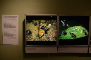 Wasp_exhibition__DSC3461